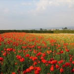 IMG_3877_R