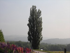 IMG_3957_R