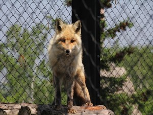 IMG_4008_R