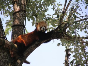 IMG_4084_R